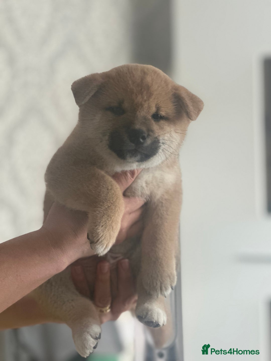 Japanese Shiba Inu dogs for sale: Gorgeous, KC-Registered Shiba Inu Puppies - Advert 20
