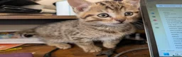 Mixed Breed cats for sale: Stunning Kittens Ready to Leave 30th September - Advert 15
