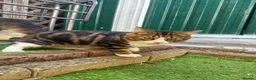 Mixed Breed cats for sale: Manila - Advert 4