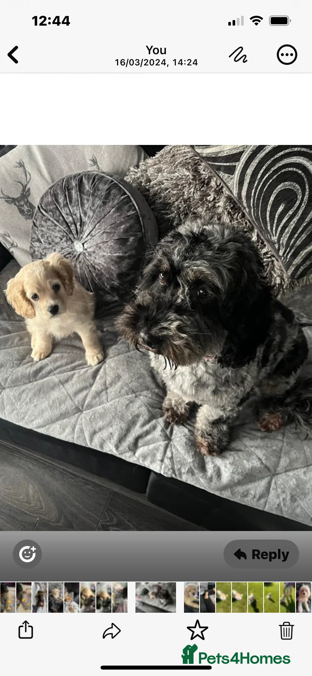 Cockapoo dogs for sale: American cockerpoo male 2 years old . - Advert 6