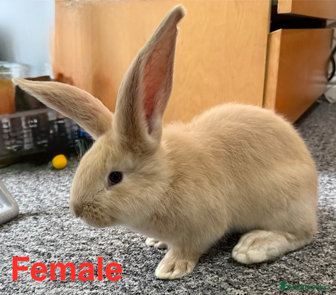 Continental Giant rabbits for sale: 3 PURE CONTINENTAL GIANT RABBITS - Advert 3