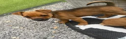 Mixed Breed dogs for sale: Jack Russell cross Yorkie cross Chihuahua  in Pontypool - Advert 10
