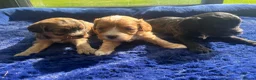 Cavapoo dogs for sale: Beautiful cavapoo puppies  - Advert 1