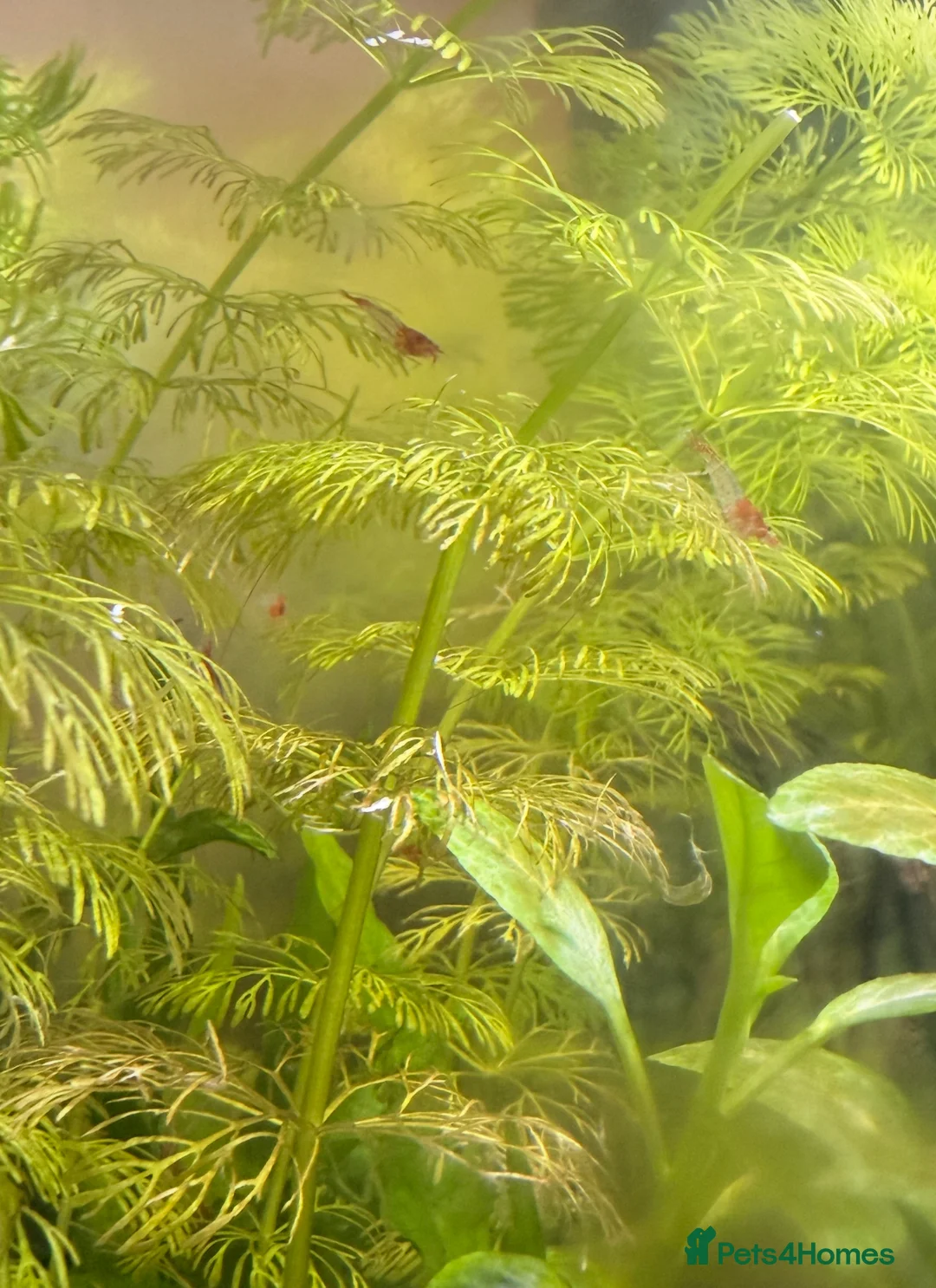 Shrimps fish for sale: Red Rilli Shrimp  in Manningtree - Advert 7