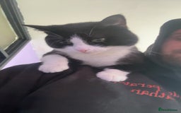 Domestic Shorthair cats for sale: Free to a good home  - Image 4