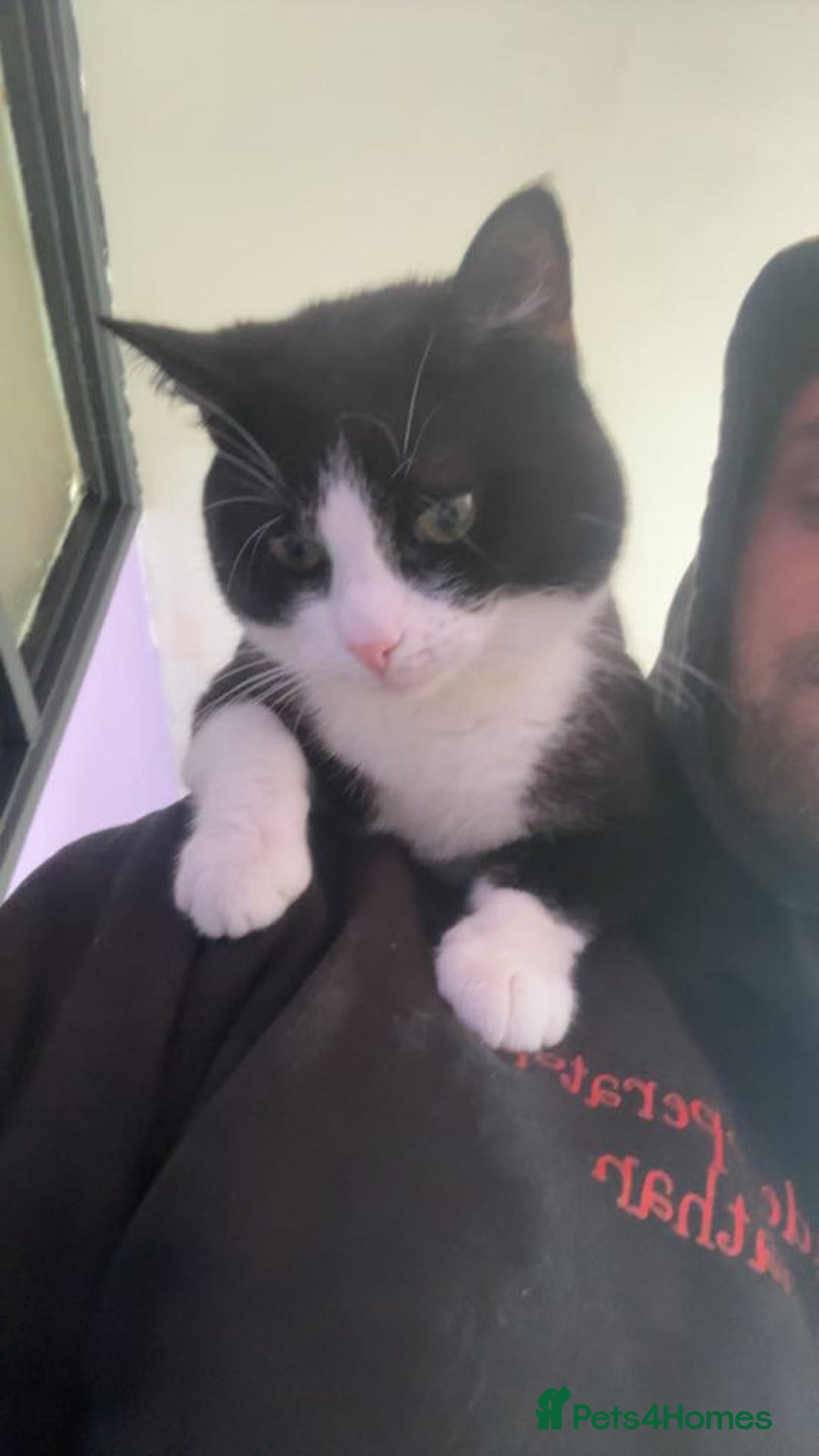 Domestic Shorthair cats for sale: Free to a good home  - Image 4