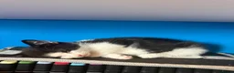 Mixed Breed cats for sale: 3 cats and 3kittens - Advert 2