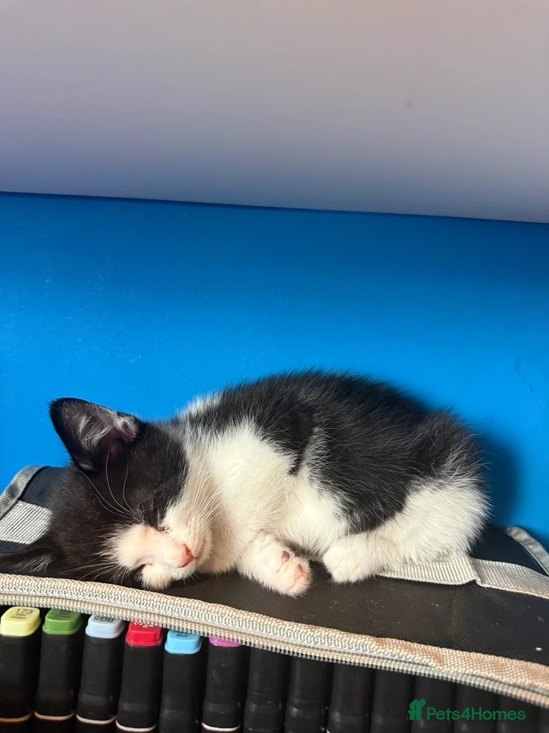 Mixed Breed cats for sale: 3 cats and 3kittens - Advert 2