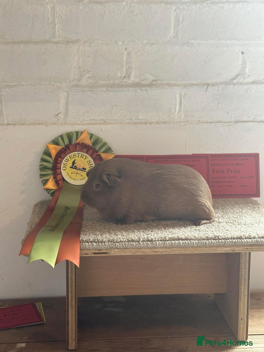 Guinea Pig rodents for sale: Lots of Guinea Pigs Always available!  - Image 33