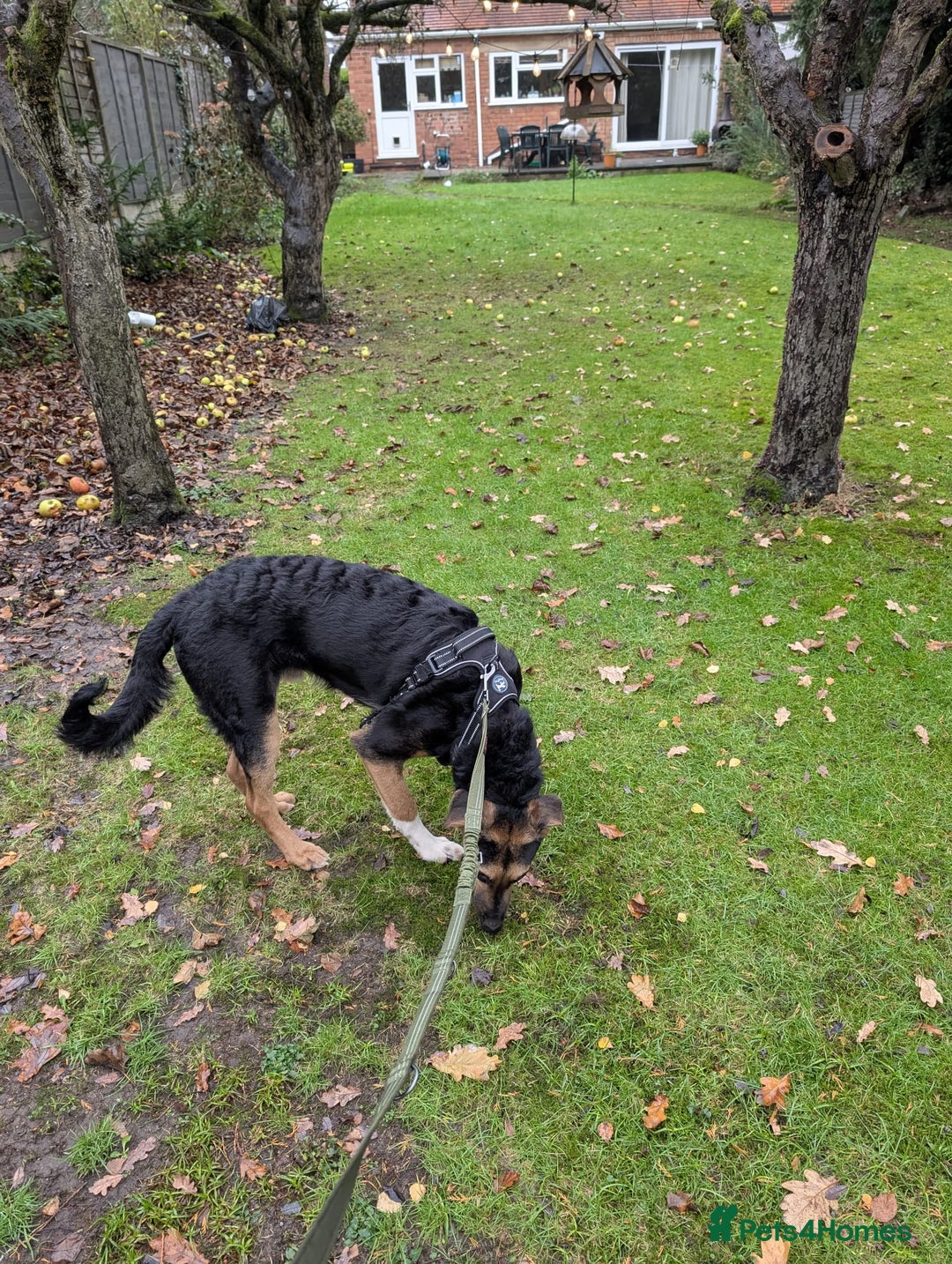 Mixed Breed dogs for adoption: 💙🐶 BRUNO -The Big, Loving Pup: FOSTER or ADOPT - Advert 17