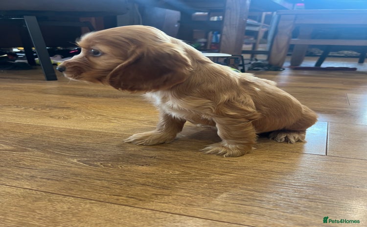 Cocker Spaniel dogs - Advert 14