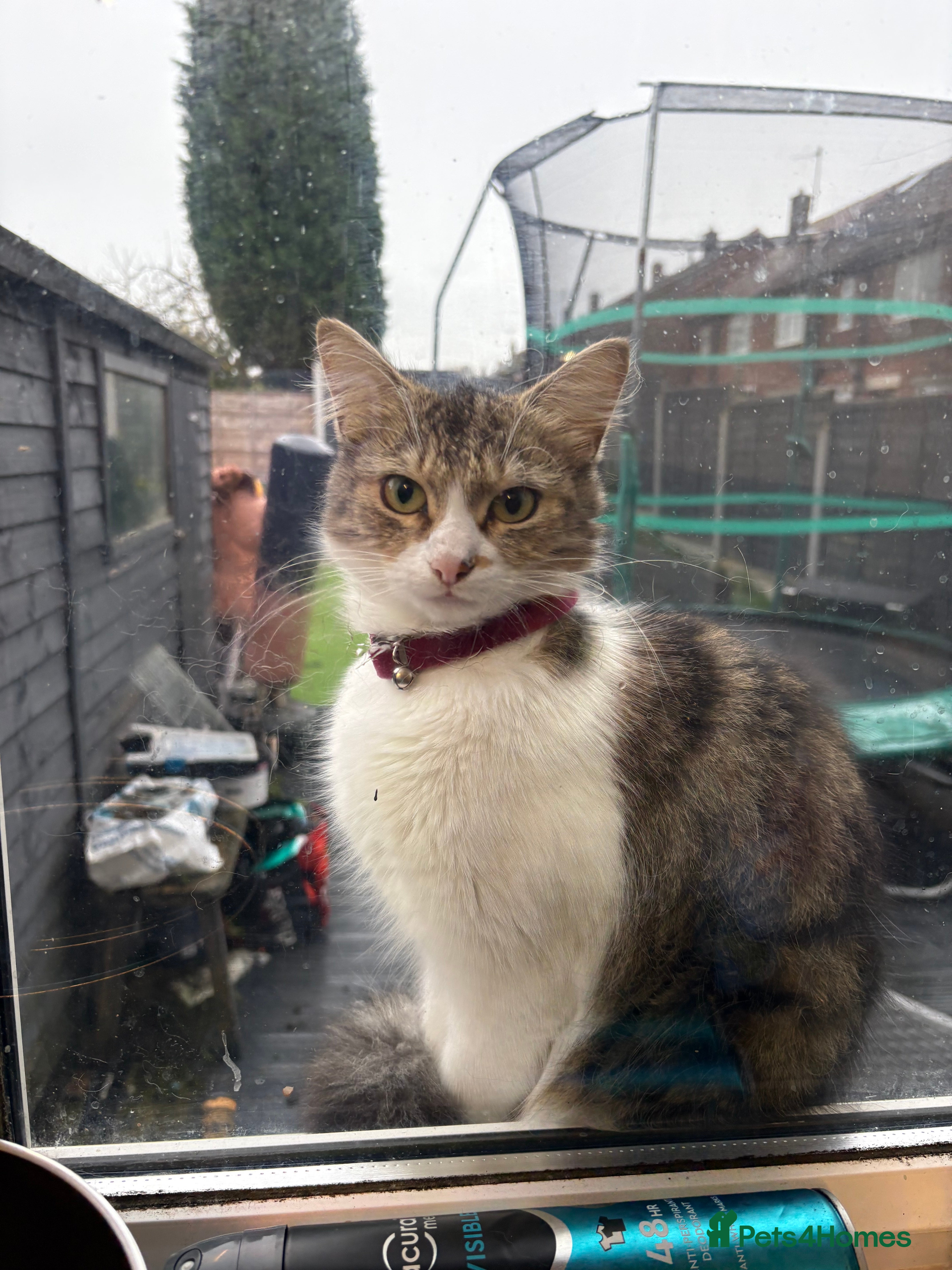 British Longhair cats British long haired cat Ready for Adoption  - Advert 1