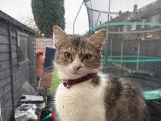 British Longhair cats British long haired cat Ready for Adoption - Advert 3