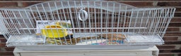 Budgerigars birds for sale: Baby budgies and starter cage  - Advert 6