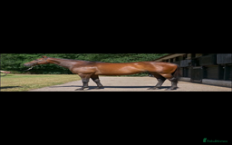 Irish Thoroughbred horses for sale: X3 super types with amazing temperaments  - Image 3