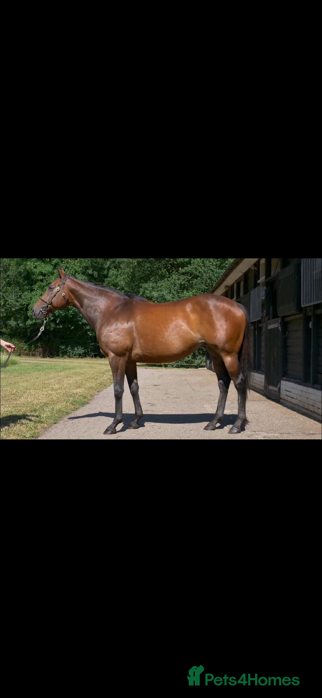 Irish Thoroughbred horses for sale: X3 super types with amazing temperaments  - Image 3