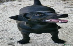 Mixed Breed dogs for adoption: Raisin needs a loving home   - Image 1
