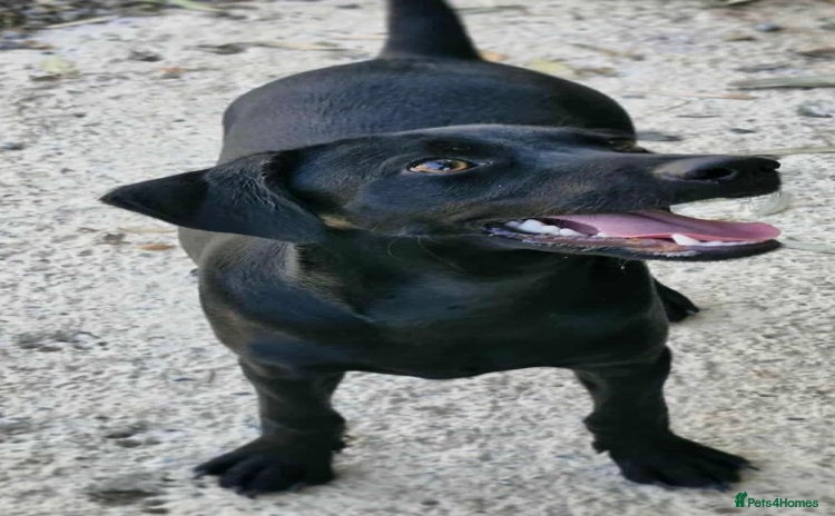 Mixed Breed dogs - Advert 3