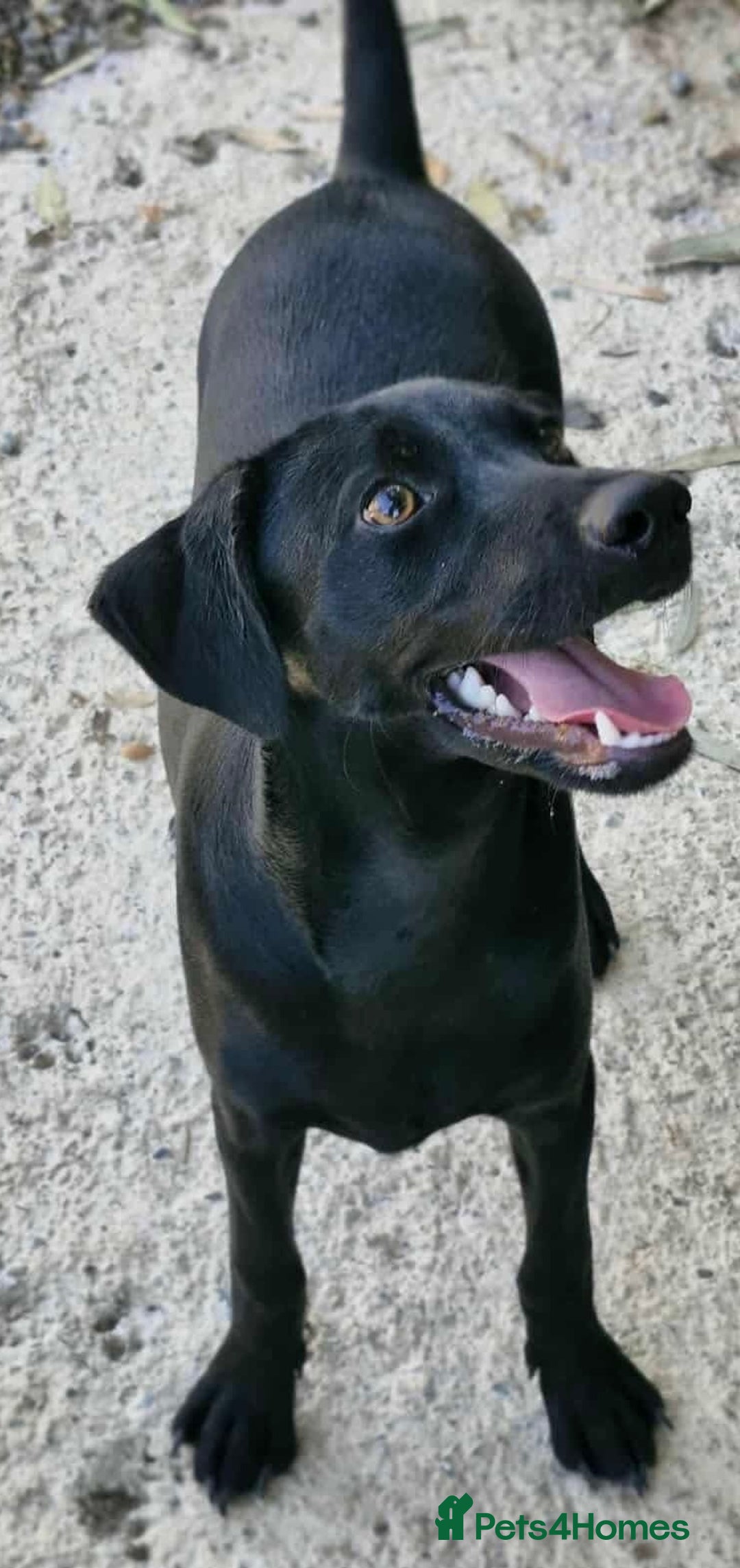Mixed Breed dogs for adoption: Raisin needs a loving home   - Image 1