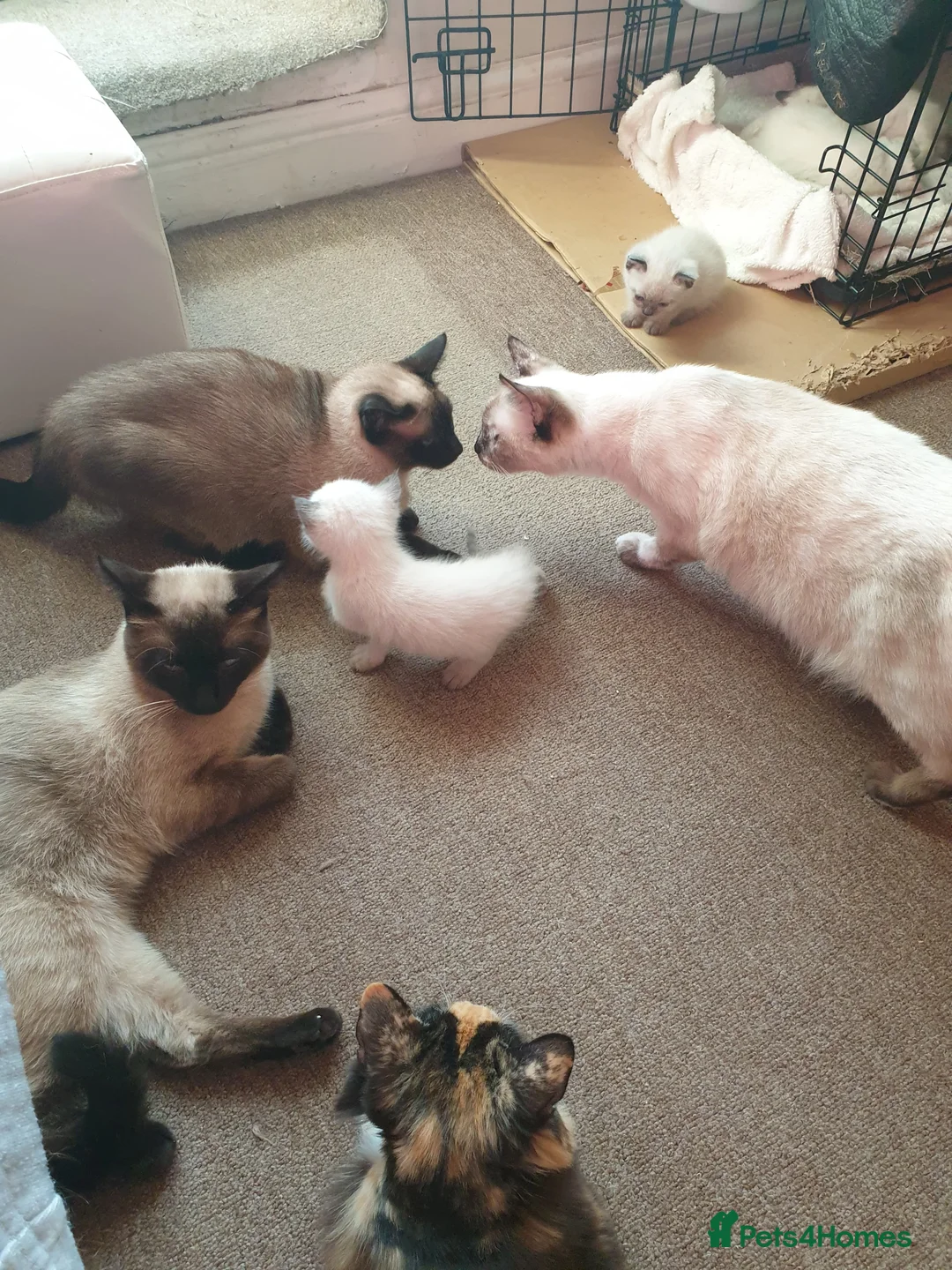 Siamese cats for sale: Flame point siamese  - Advert 9