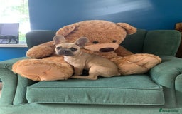 French Bulldog dogs for sale: Family Raised French Bulldog Girls - Image 4