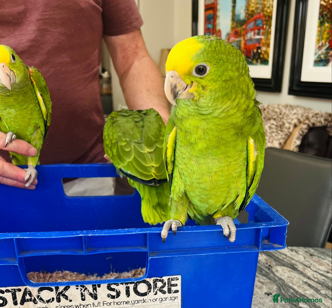Parrots birds for sale: BABY HANDREARED DOUBLE YELLOW HEADED AMAZONS - Image 7