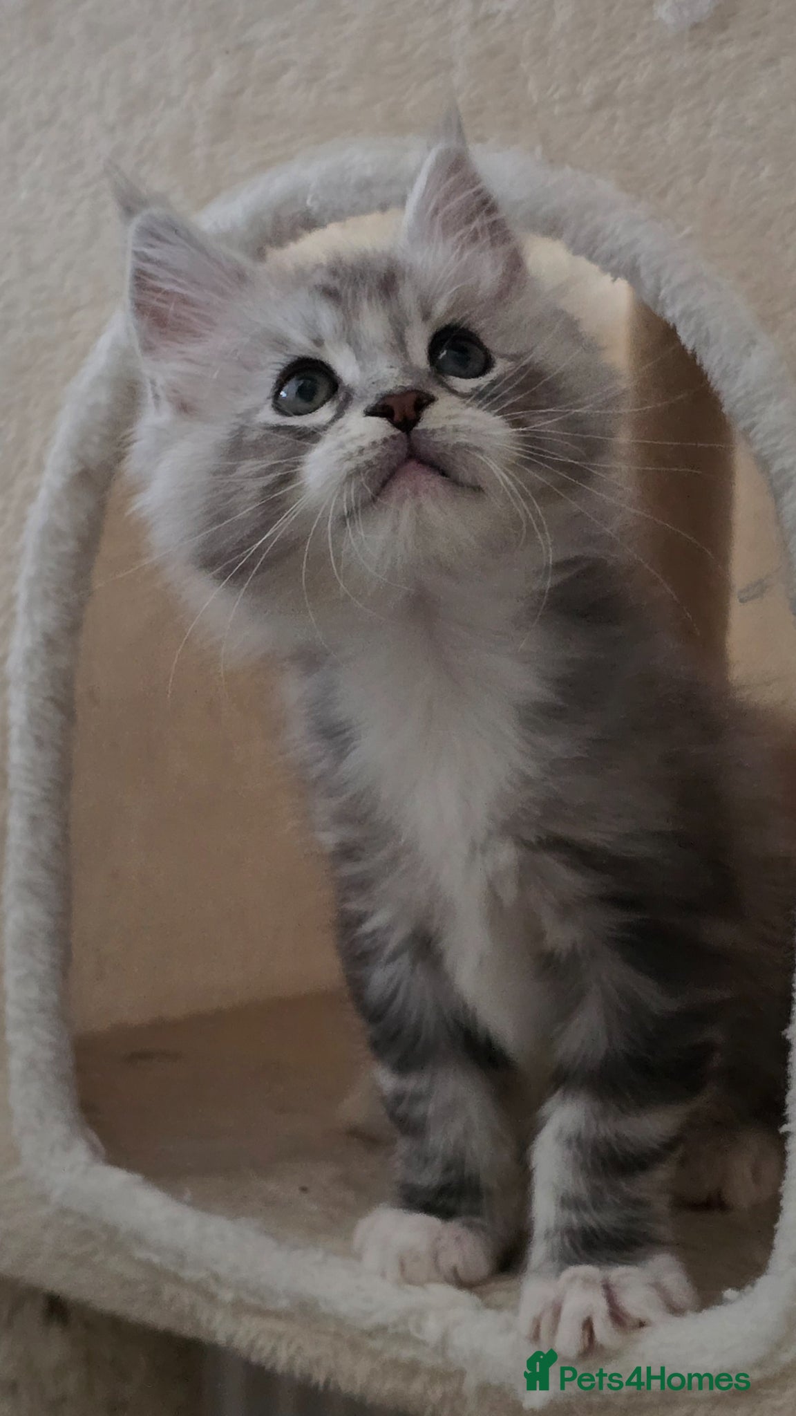 Maine Coon cats 💫💫Beautiful Maine Coon Kittens💫💫 - Advert 1