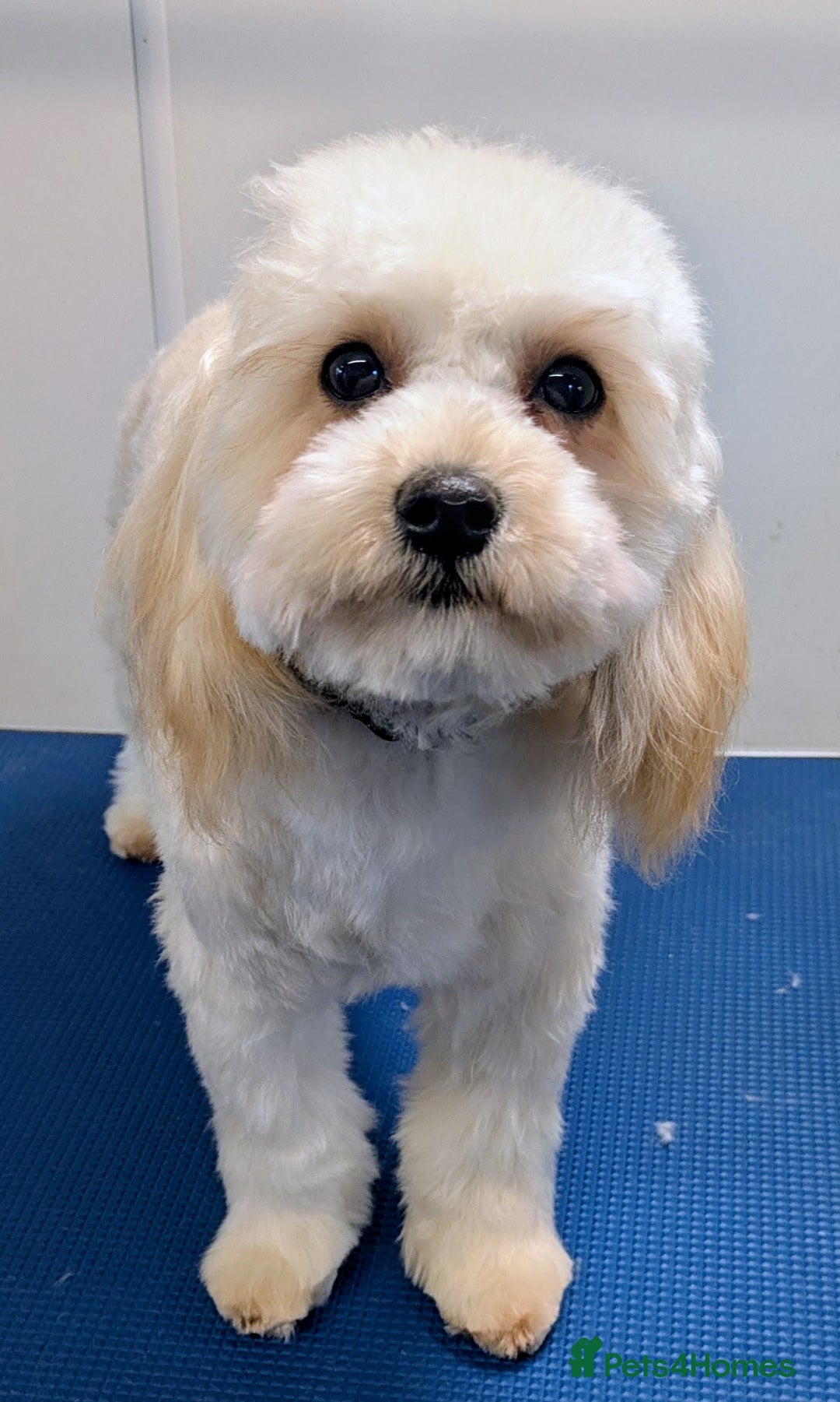 Maltipoo dogs for sale: The greatest addition to any family ❤️ - Advert 1