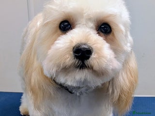 Maltipoo dogs The greatest addition to any family ❤️ - Advert 2