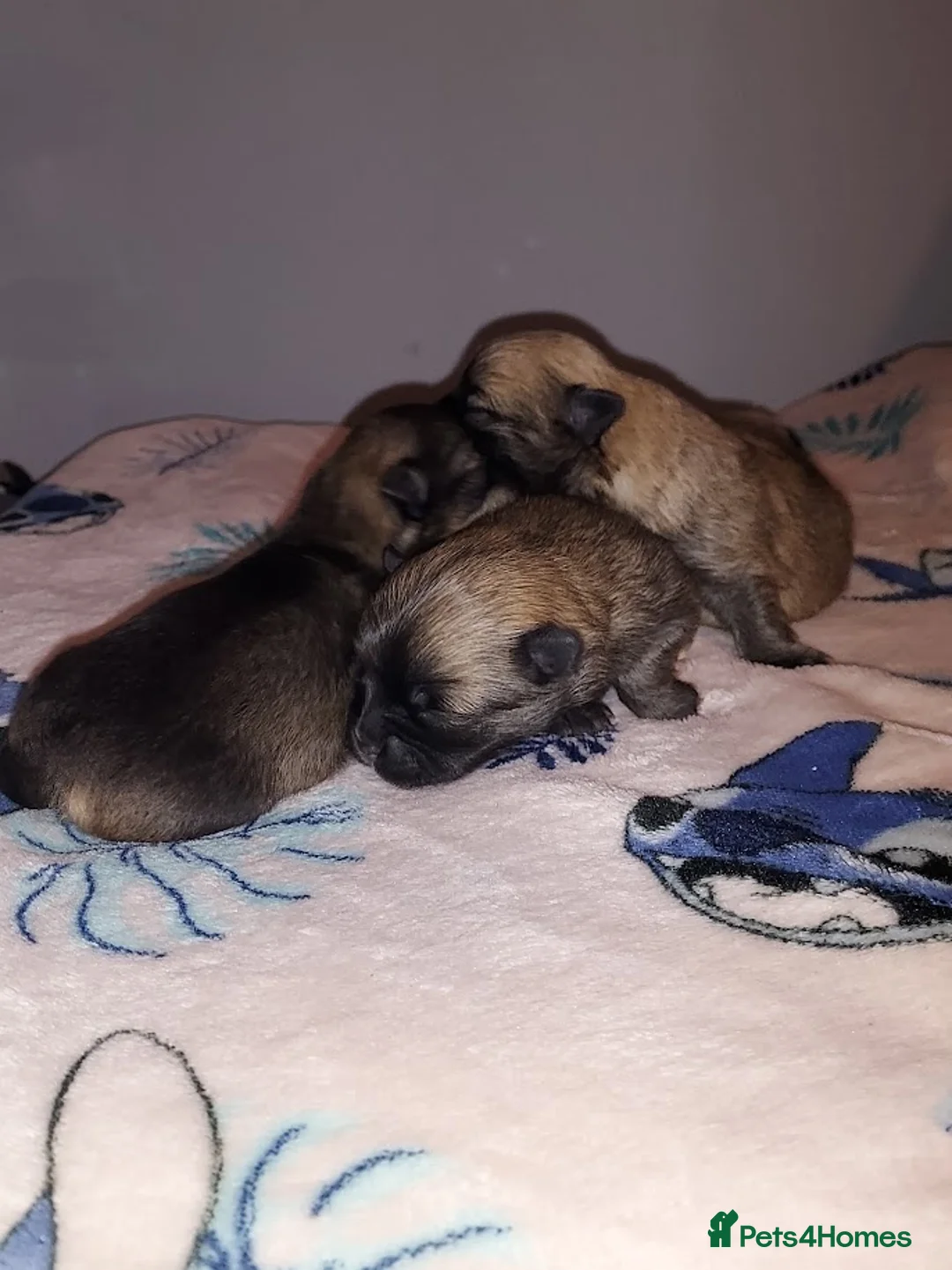 Pomchi dogs for sale: Three Beautiful Pomchi Puppies in Aylesbury - Advert 1