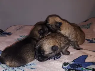 Pomchi dogs Three Beautiful Pomchi Puppies in Aylesbury - Advert 1