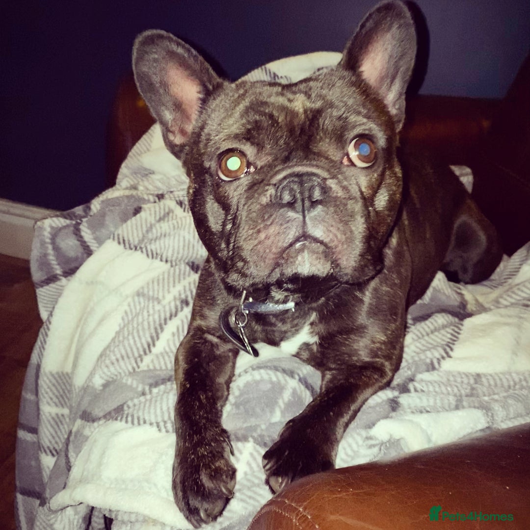 French Bulldog dogs for sale: Rehoming - 8 year old French Bulldog - Image 7