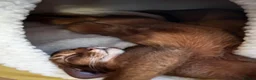 Abyssinian cats for sale: Champion line  - Advert 24