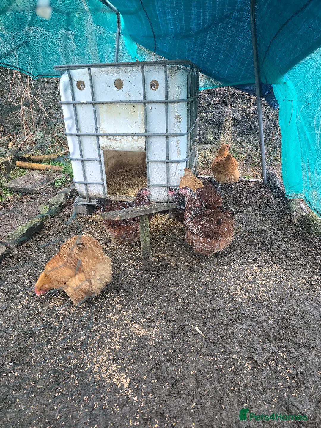 Chickens poultry for sale: 6 Orpingtons  - Advert 7