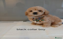 Maltipoo dogs for sale: Stunning maltipoo pups  - Image 2