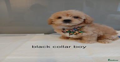 Maltipoo dogs - Advert 11