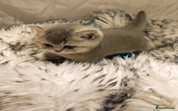 British Shorthair cats for sale: Blue, lilac, chocolate golden girls  - Advert 16