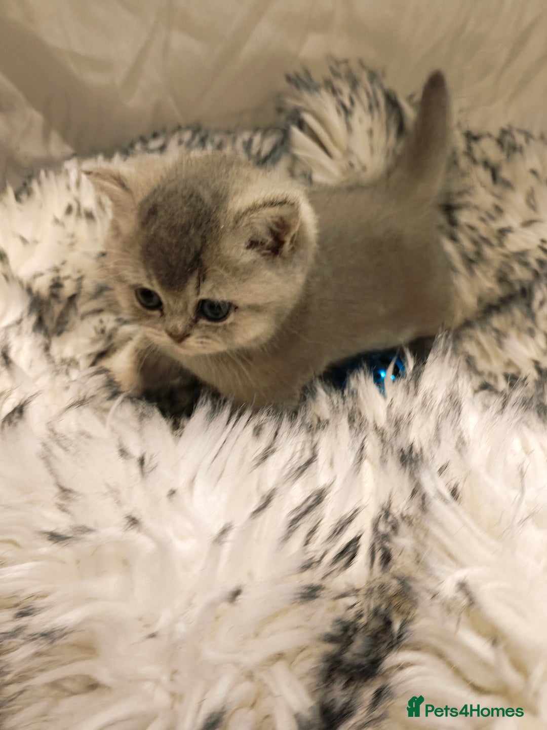 British Shorthair cats for sale: Blue, lilac, chocolate golden girls  - Advert 16