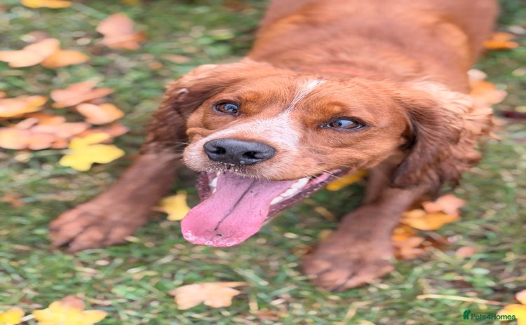 Cocker Spaniel dogs - Advert 1