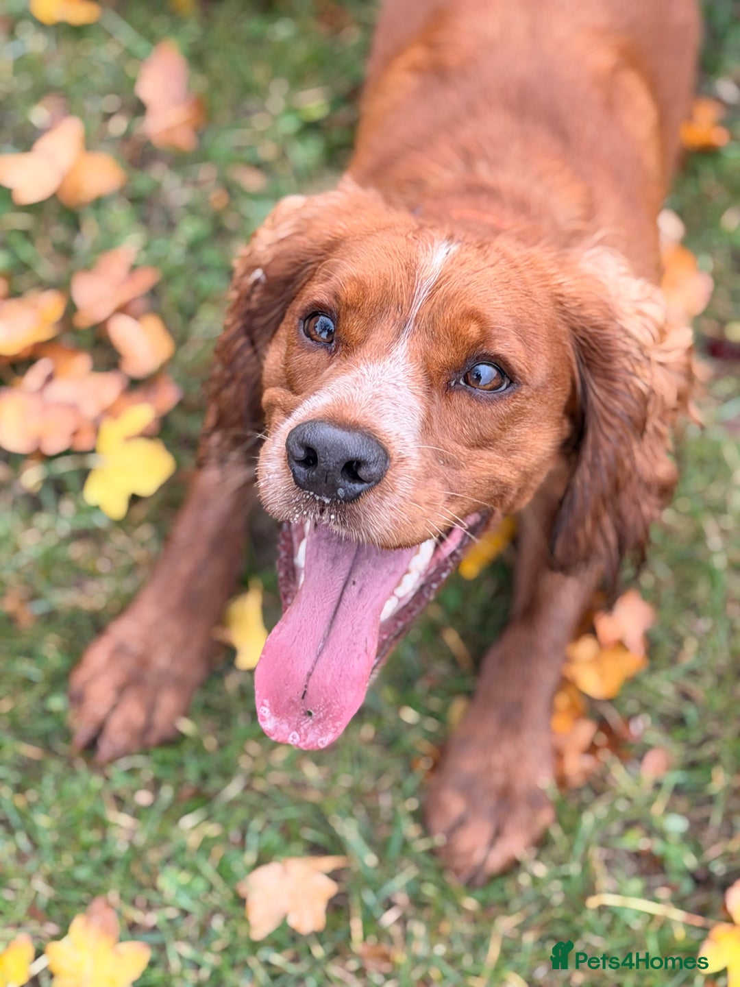 Cocker Spaniel dogs for stud: Proven stud dog - Image 1