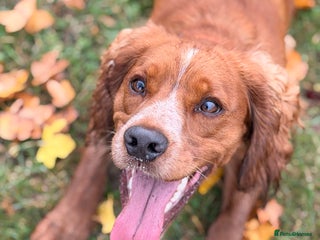 Cocker Spaniel dogs - Advert 12