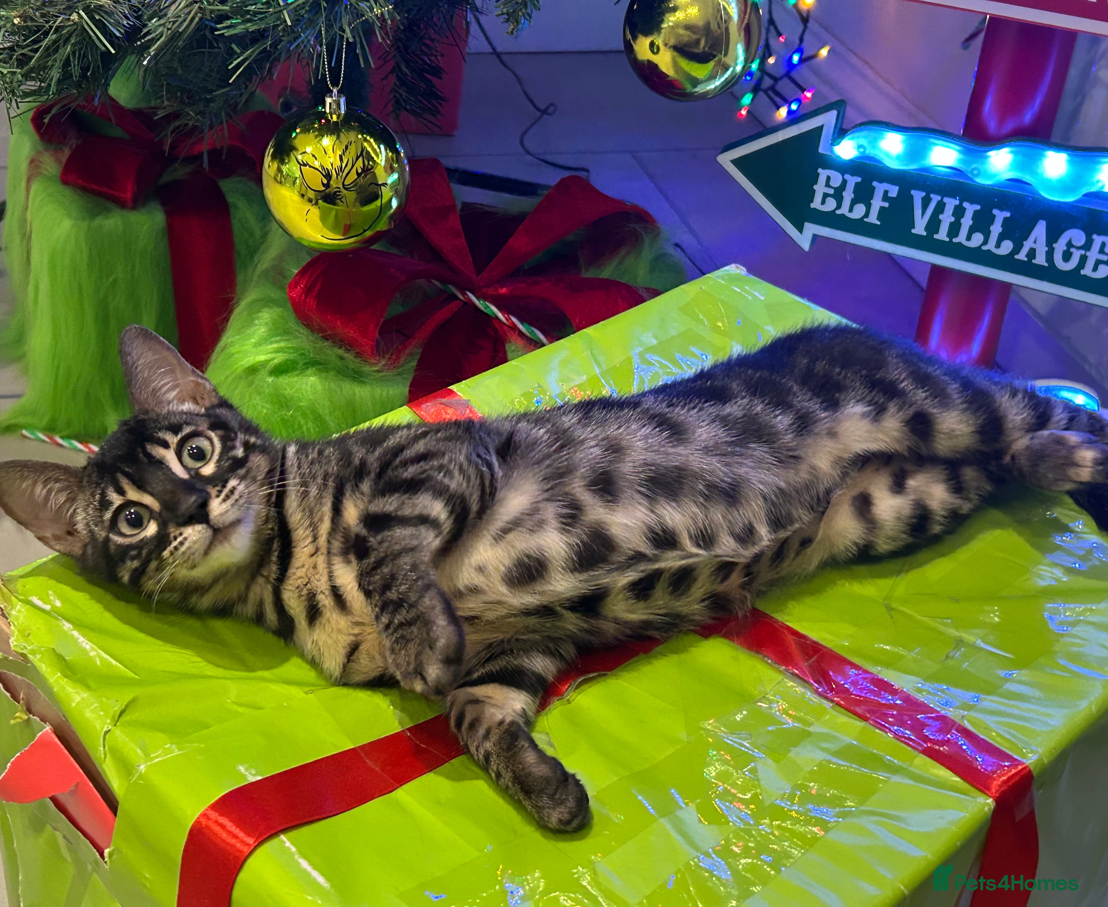 Bengal cats Stunning Charcoal Female Bengal Kitten - TICA - Advert 7