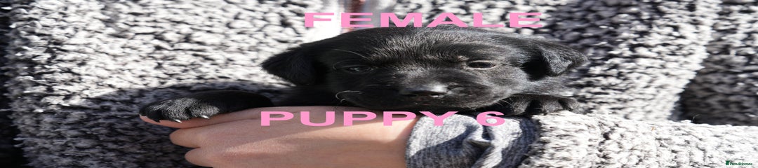 Black female Labrador Retriever Puppy 6