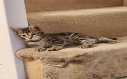 European cats for sale: 7 Lovely tabby kittens for sale - Image 3