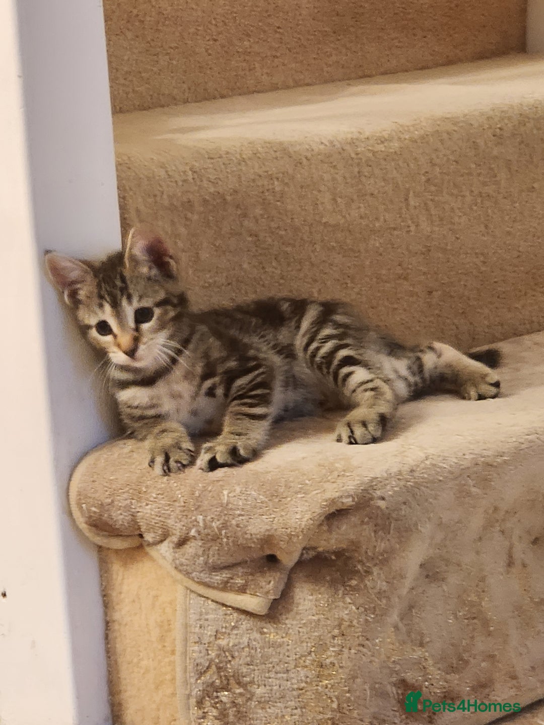 European cats for sale: 7 Lovely tabby kittens for sale - Image 3