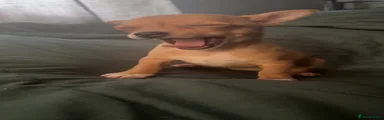 Chihuahua 2