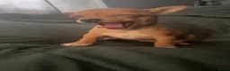 Chihuahua dogs for sale: Apple head  **  chihuahuas  - Advert 7