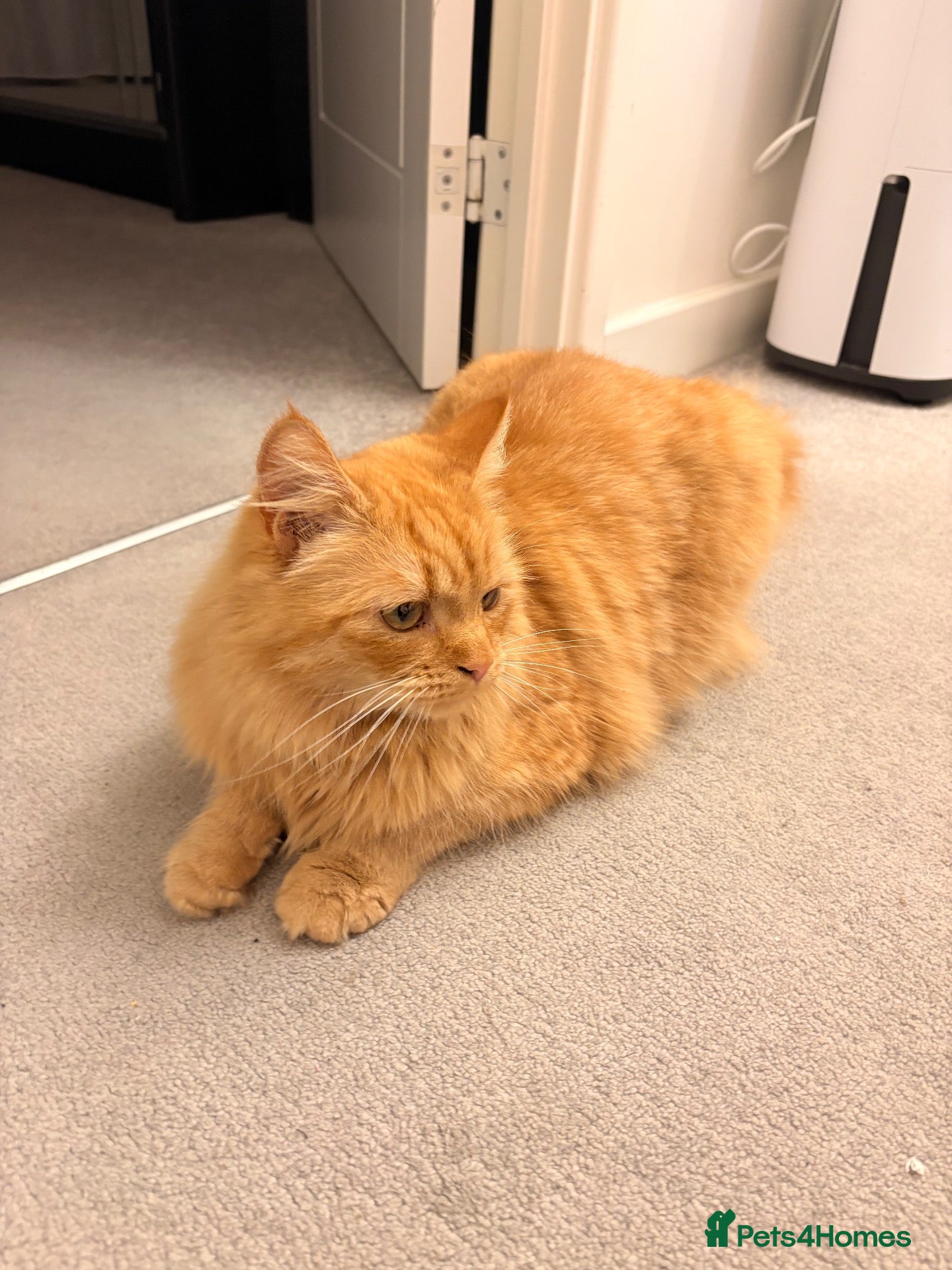 Mixed Breed cats Beautiful orange long hair female  - Advert 2