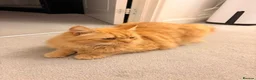 Mixed Breed cats for sale: Beautiful orange long hair female  - Advert 1