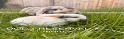 Mini Lop rabbits for sale: Mini lop baby bunnies in Wirral - Advert 2
